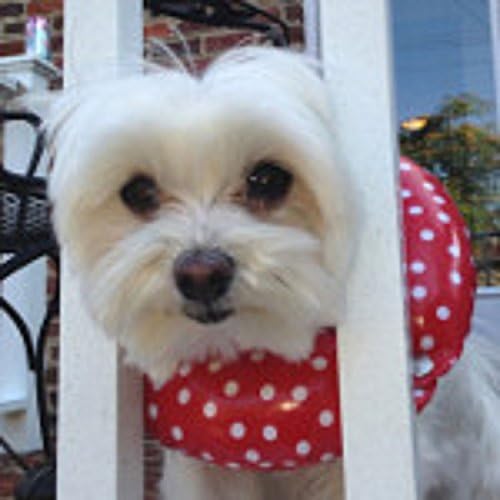 Puppy Pusters® יום גשום נקודה אדומה עד 10 - מיוצר בפגושים בגורים בארהב צווארון גדר בטיחות ממולא כדי לשמור על