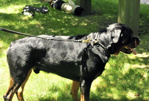 דין וטיילר פרימיום דזפרדו, צווארון חנק כלבים עם חומרת פליז-שחור-גודל 20 אינץ 'בקוטר 1/2 אינץ'-מתאים לצוואר