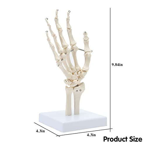 מודל שלד יד של Miirr, המציג את האולנה והרדיוס, שלד היד עם מפרקים מנוסחים, המדמה את מצב התנועה הטבעי של היד