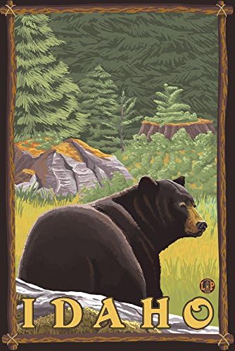 פנס עיתונות דוב שחור ביער, איידהו
