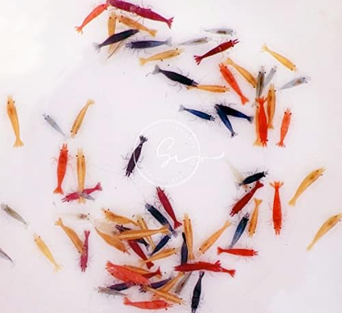יצורי שחייה 10 Skittles Shrimp צבעוני של Neocaridina חיים שרימפס אקווריום מים מתוקים. ערבות הגעה חיה.