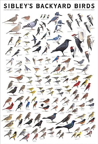 תמונה רוכל למינציה בחצר האחורית של סיבלי ציפורים של מזרח צפון אמריקה קרדינל מזרח בלובירד סגול מרטין