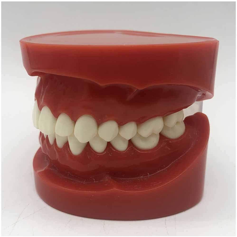 KINHA שיניים שיניים לימוד מודל הוראה - מודל שיניים סטנדרטי - מודל שיניים לחינוך - להוראה לימוד תרגול הדגמה מודל