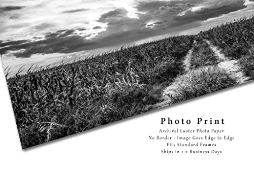 צילום כפרי הדפס תמונה בשחור לבן של שביל שחוק בשדה תירס המוביל לשמיים גדולים בחווה בנברסקה עיצוב בית
