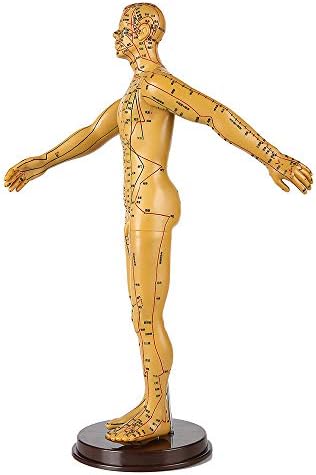 50 סמ זכר דיקור דגם - רפואה הסינית גוף מרידיאן נקודות דיקור דגם-אותיות רופא צלמית גוף דיקור