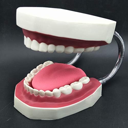 מודל צחצוח שיניים של Tsorryen ולחקר לימוד שיניים ענק