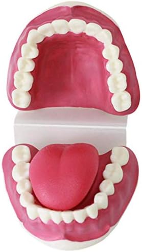 רופא שיניים שיניים שיניים לימוד מודל 28 שיניים, הגדלה 3x, מודל שיני פלסטיק בשוק שיניים להוראת לימוד שיניים