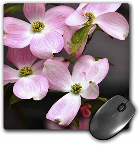3 ורוד ורוד מורן פרחים, אביב צילום משטח עכבר