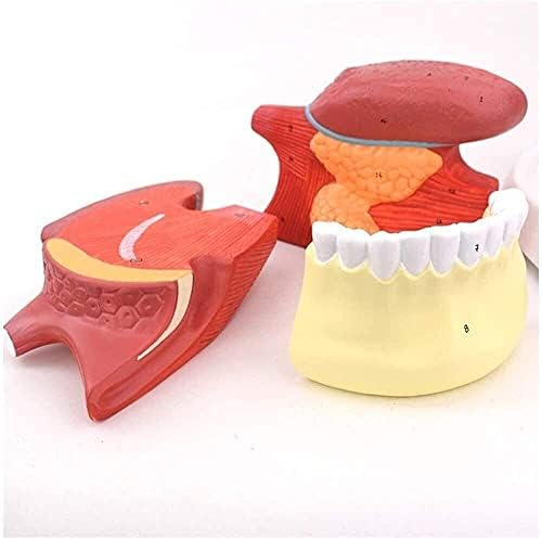 LumeCube איבר אנושי שיני לשון שיניים מרפאת מרפאה הוראת מודל אנטומיה- הפגנה סטנדרטית הוראה 1010 מודל רפואי