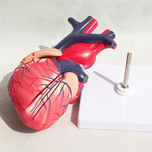 מודל הוראה, מודל לב אנטומי - אנטומיה של ויסראלי B דגימת לב אולטראסאונד אולטראסאונד - PVC מודל לב אנושי