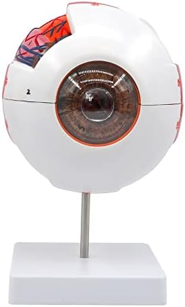 פטיון מדעי הרפואה סימולציה של אנטומיה אנושית סימולציה של גלגל עיניים, מודל הוראה של הגדלה 6x עם לוגו מספר,