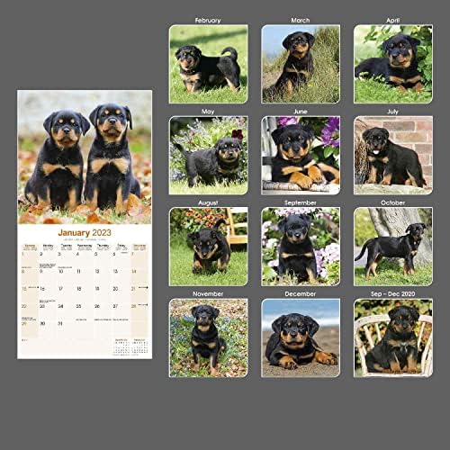 2022 2023 לוח השנה של רוטווילר גורים - לוח שנה קיר חודשי של כלבים - 12 x 24 פתוח - נייר עבה ללא דימום