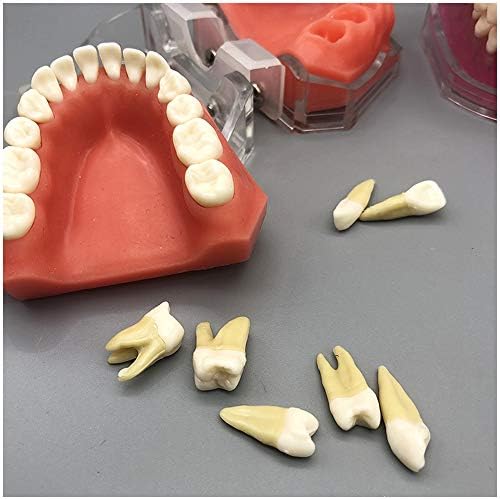 Kh66zky דגם שיני השתלת שיניים - הדגמת שיניים שיניים - דגם שיניים - לימוד סטנדרטי הוראה מצב שיניים עם 28 יח 'כל