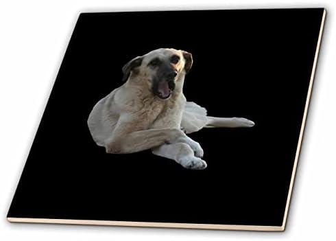 3דרוז טאיצ ' ה-אמנות וקטורית - כלב קנגל-כלב קנגל מפהק וקטור חתוך-אריחים