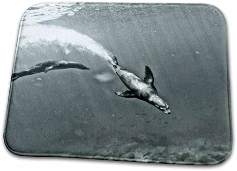 3רוז זוג אריה ים בקליפורניה, זלופוס קליפורניאנוס-שטיחי שטיח אמבטיה לאמבטיה
