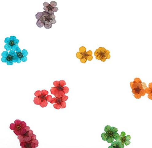 12 צבעים אמיתי יבש מיובש פרח עבור 3 ד ג ' ל אקריליק שווא טיפים נייל אמנות סלון יצירתי וביצוע מעולה יפה