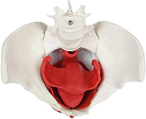 מודל האנטומיה של Haoktsb של אגן נשי, אנטומי רפואי - שרירי רצפת אגן ואיברי רבייה - איברים נשלפים כוללים