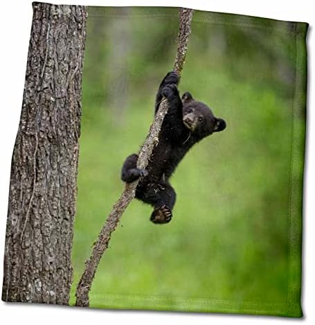 תלת מימד רוז טנסי. גור דובי שחור משחק על מגבת היד בגפיים העץ, 15 x 22, רב צבעוני