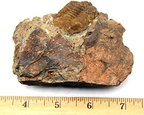 Trilobite Phacops Fossil Pennsylvania 387 מיליון שנה 17501