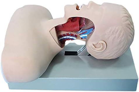 אינטובציה סימולטור מאניקין רפואי - מודל אינטובציה מתקדם של קנה הנשימה - Manikin - עם אזעקת דרכי