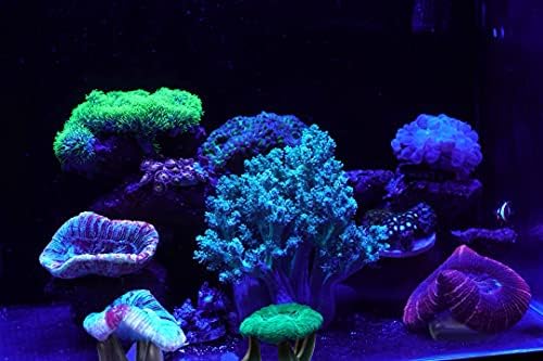 בחירת אקווריום אלמוגים מתלה אלמוגים מחזיק מגנטי מחזיק תקע אלמוג מחזיק שונית מגנטים למגנטים למתלה שבר