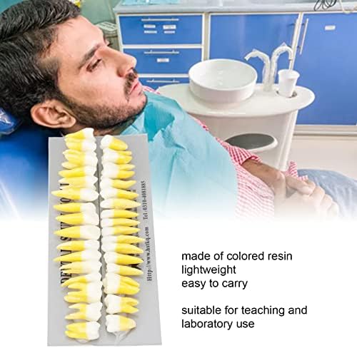 מודל שיניים קבוע, צבעים כפולים לומדים מודל לימוד שיניים קבוע לרופאי שיניים למעבדה