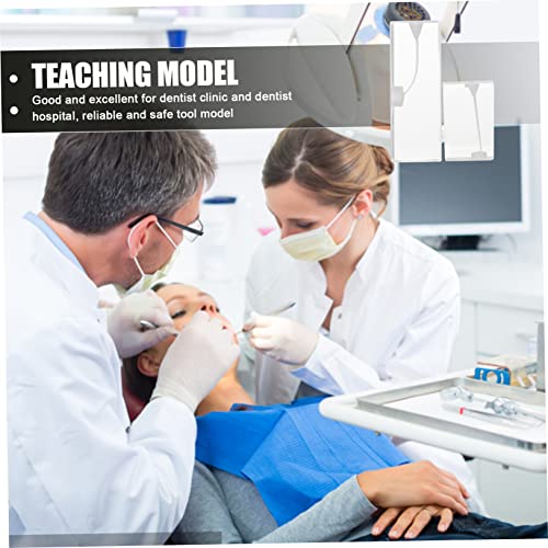 Hemoton 2PCS שורש שורש מודל שיניים לימוד שיניים מודל מודל אימוני שיניים אימון אנדודונטי הכשרה אנדודונטית