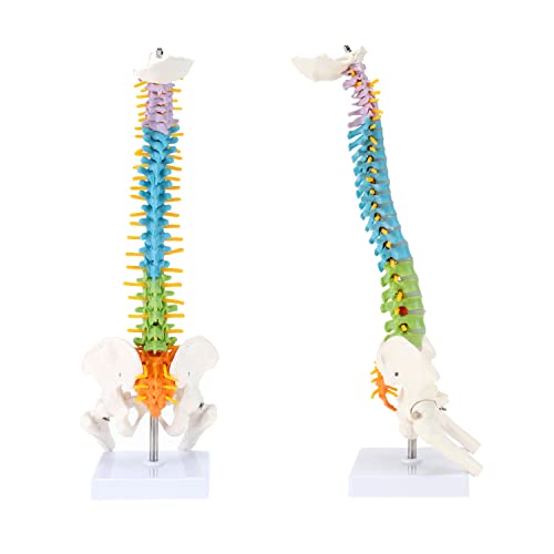 Xkiss 1/2 מודל אנטומיה בגודל עמוד השדרה, מודל עמוד השדרה האנושי בצבע עצבים בעמוד השדרה, דיסקים