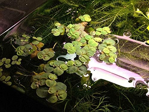 דגים ואקווריומים 10 צף שורש אדום פילנטוס פלואייטנים צמח צמח עיצוב מימי