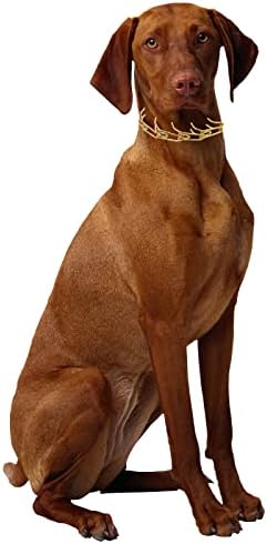 צווארון קמצוץ לכלבים עם כרום אבזם שרשרת כלבים של נירוסטה נירוסטה עם תג כלב לאילוף כלבים בינוני