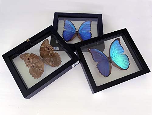 Blue Morpho DiDius 3D Butterfly-מוזיאון איכותי 7.75 אינץ 'x 7.75 אינץ' מעמד חינם ממוסגר חרק חרקים הניתנים